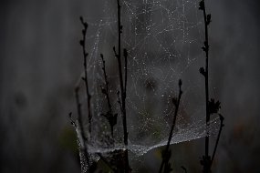 DSC_2515